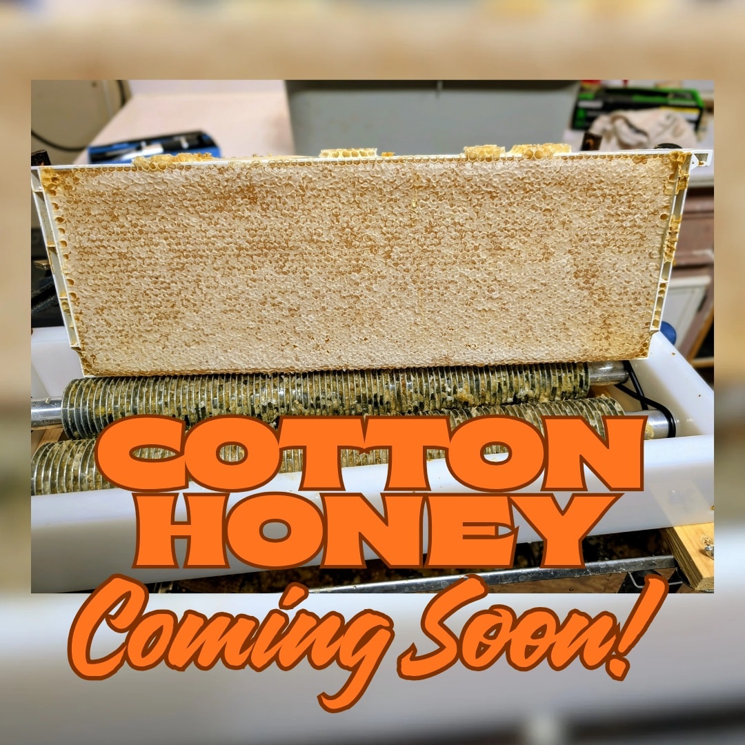 Just a reminder! Pumpkin patch’s closed this year 🌾🎃 but you can still grab our honey online! 🍯 Cotton honey’s comin’ soon—don’t miss it! 🐝
Link in comments!
#shoplocal #rawhoney #honey #lubbocklocal #localhoney #beekeeping #lubbocktx #smallfarm #savethebees