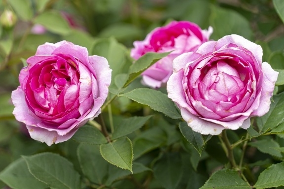Rose gardens at the Brooklyn botanical gardens 
#roses #botanicalgardens