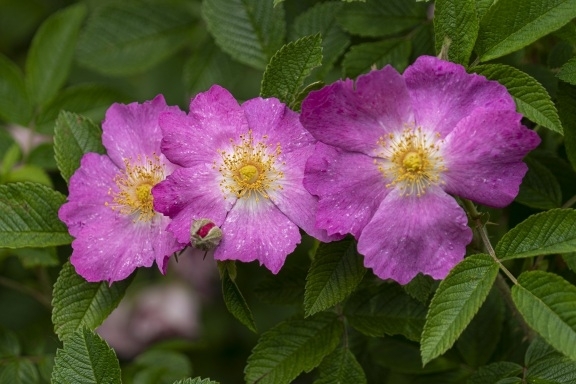 Rose gardens at the Brooklyn botanical gardens 
#roses #botanicalgardens