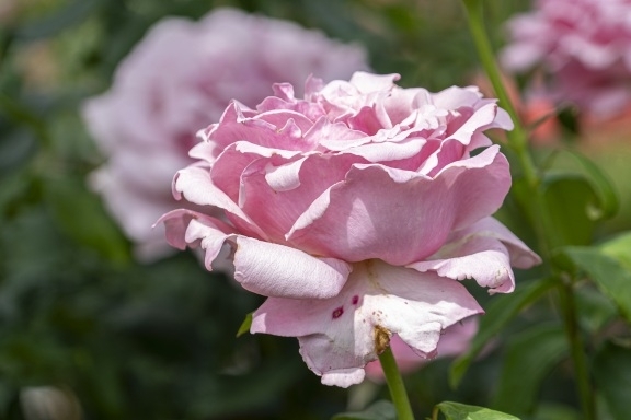 Rose gardens at the Brooklyn botanical gardens 
#roses #botanicalgardens