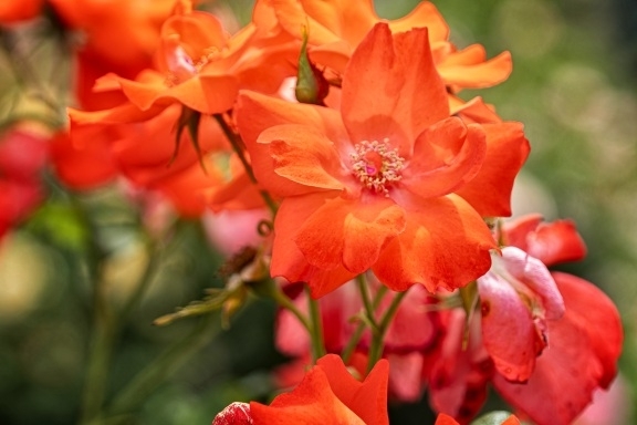 Rose gardens at the Brooklyn botanical gardens 
#roses #botanicalgardens