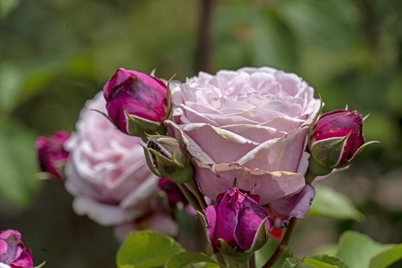 Rose gardens at the Brooklyn botanical gardens 
#roses #botanicalgardens