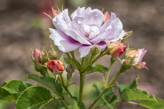 Rose gardens at the Brooklyn botanical gardens 
#roses #botanicalgardens