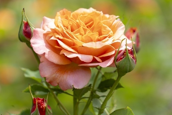 Rose gardens at the Brooklyn botanical gardens 
#roses #botanicalgardens