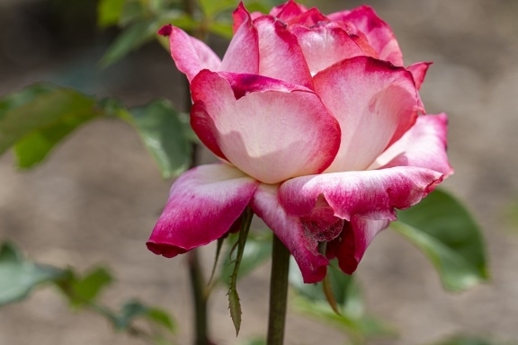 Rose gardens at the Brooklyn botanical gardens 
#roses #botanicalgardens