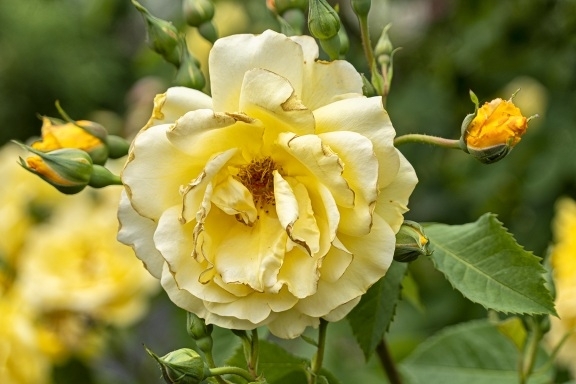 Rose gardens at the Brooklyn botanical gardens 
#roses #botanicalgardens