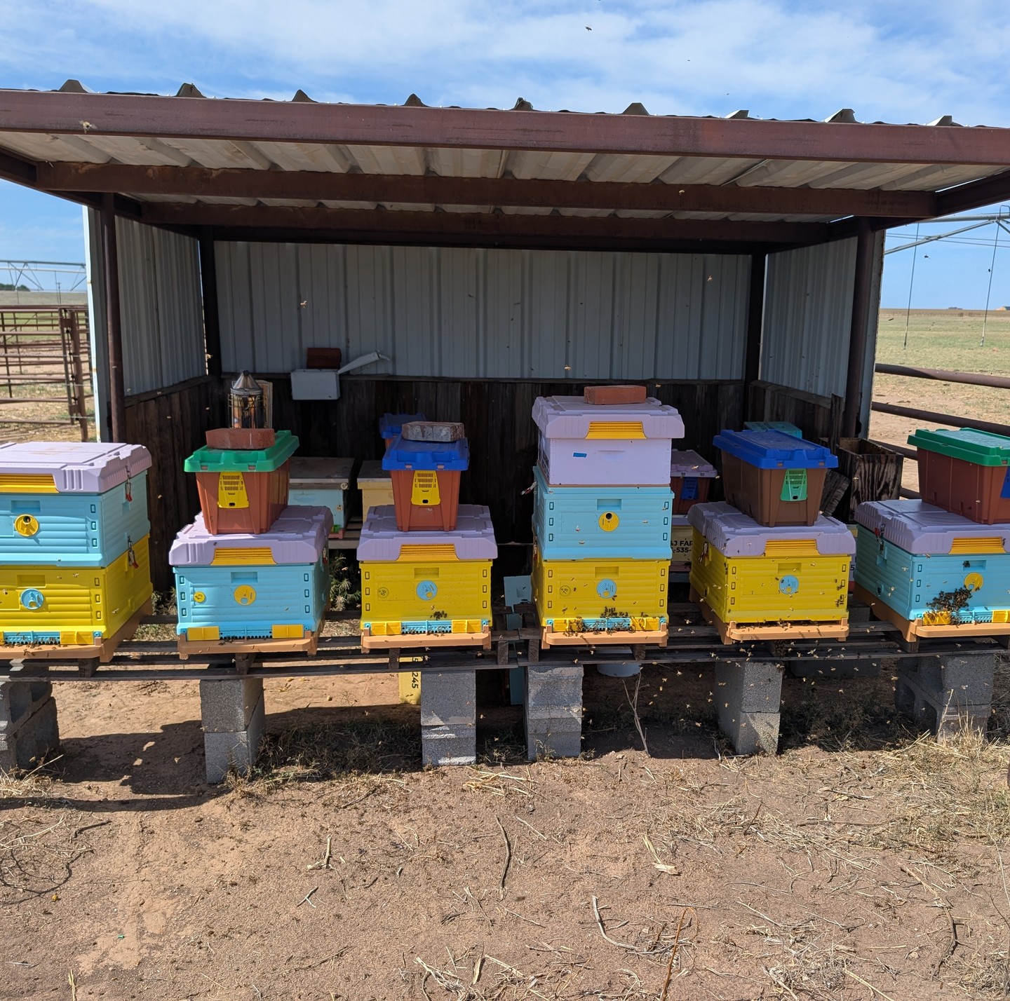 We added 7 new nucs to the bee yard this week, and things are really buzzin’ now! These little boxes might not look like much, but they’re full of future honey-makers getting settled into their new West Texas home.
Can’t wait to see these girls grow and get to work. More bees = more sweet local honey comin’ your way soon!
We still have a little bit of last year's honey left. Get you some before it's gone. You can order on our website for pickup or delivery.