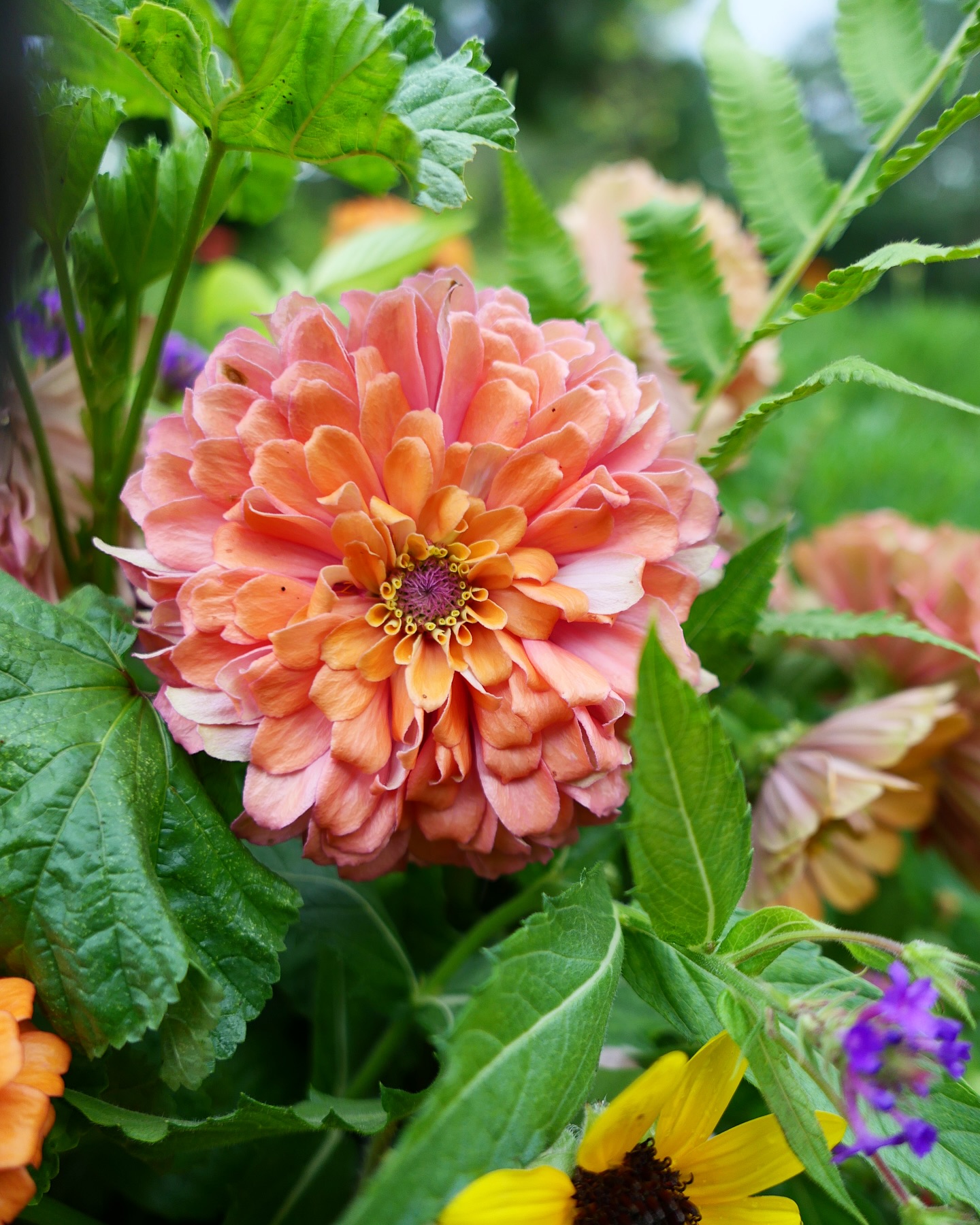 I picked lots of zinnias, gomphrena, verbena, sunflowers, lissies, holy basil, hollyhock foliage and ferns today! π©π»βπΎπ»π©· #summerflowers #farmgalflowers #zinnias #slowflowerssociety #locallygrown #farmerflorist #zone10a #cutflowers #floraldesign #floridaflowers #flowerstagram #flowers #floraldesign #flowerarrangement #inmygarden #floridagrown #inthegarden #bouquet #inmygardentoday #growyourown #centerpiece #growyourown #basil #marthastewartsummer