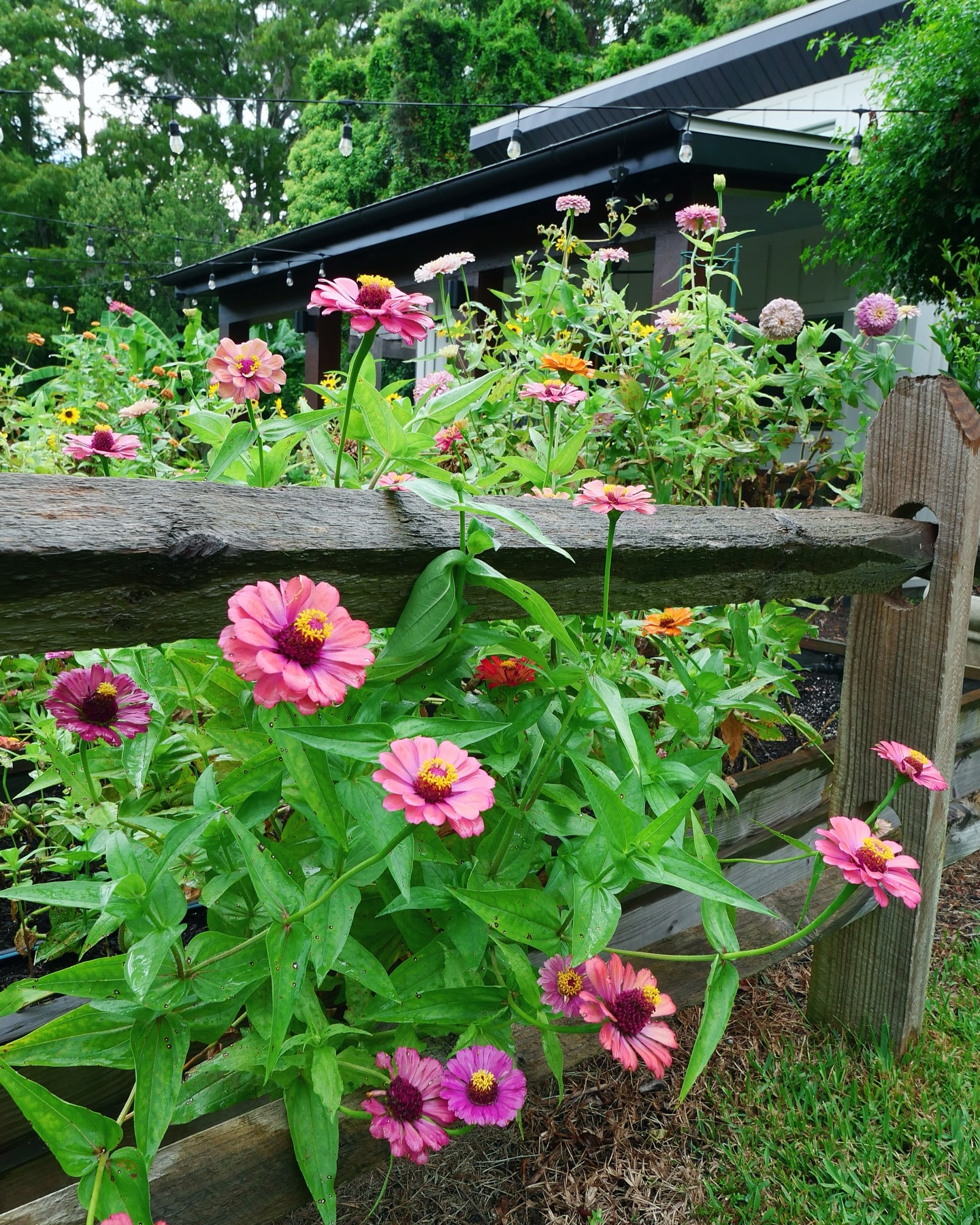 I decided to take on a new project this summer: learning to photograph my flowers and garden with a real camera. As many of you know, my husband does a lot of my photography but he is not always available when the light is just right. He has been teaching me a lot though! Iβve been practicing and here are a few shots I took this weekend. π©π»βπΎπ·πΈ #summerflowers #farmgalflowers #zinnias #flowerphotography #slowflowerssociety #locallygrown #farmerflorist #zone10a #growyourown #cutflowers #floraldesign #floridaflowers #flowerstagram #flowers #floraldesign #flowerarrangement #inmygarden #floridagrown #inthegarden #bouquet #inmygardentoday #growyourown #marthastewartsummer