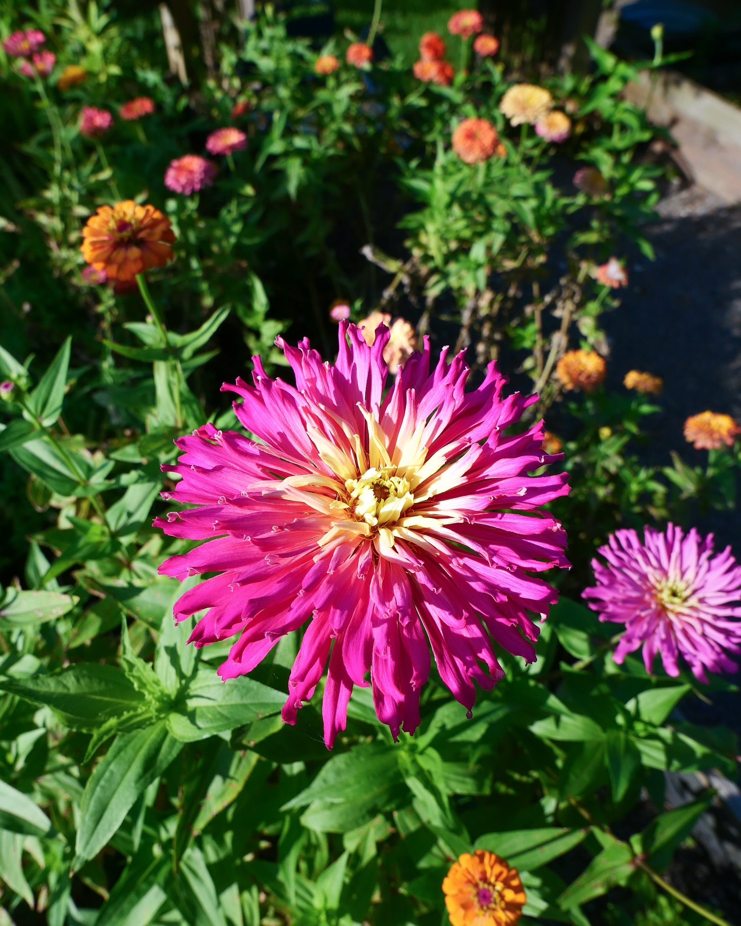 A few shots from the summer garden (continuing to work on my photography!): Aurora zinnia, Grenada rose (smells so good!), and an Agave zinnia. Which do you like best? Share your vote below! π©π»βπΎπ©π»βπΎπ©π»βπΎ #johnnyseeds #summerflowers #farmgalflowers #slowflowerssociety #locallygrown #farmerflorist #zone10a #zinnias #growyourown #cutflowers #floridaflowers #flowerstagram #flowers #inmygarden #floridagrown #rose #inmygardentoday #instagarden