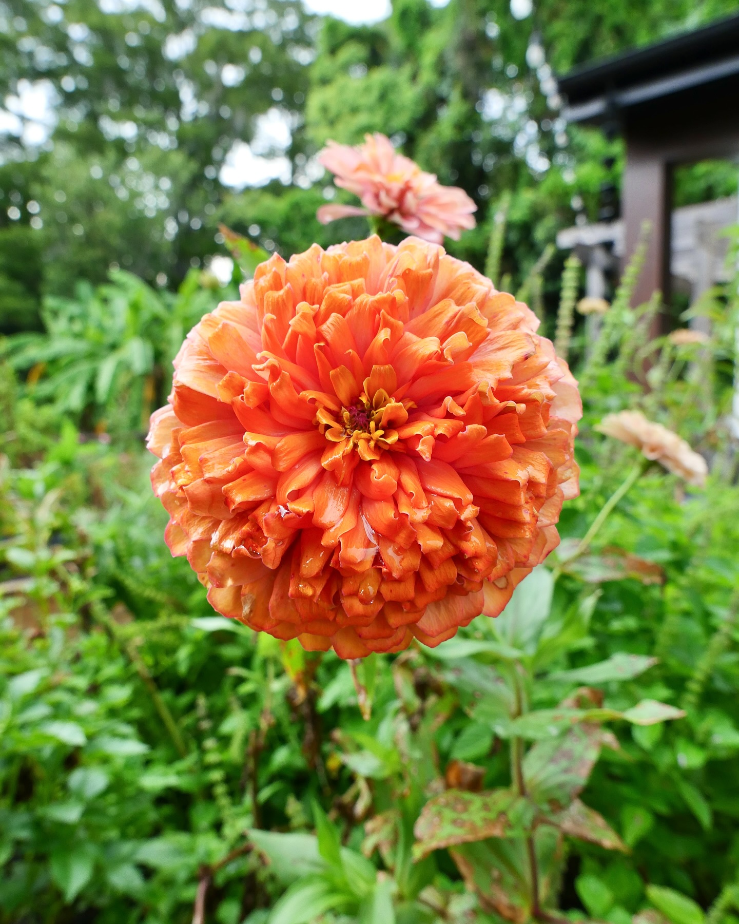 A few shots from the summer garden (continuing to work on my photography!): Aurora zinnia, Grenada rose (smells so good!), and an Agave zinnia. Which do you like best? Share your vote below! π©π»βπΎπ©π»βπΎπ©π»βπΎ #johnnyseeds #summerflowers #farmgalflowers #slowflowerssociety #locallygrown #farmerflorist #zone10a #zinnias #growyourown #cutflowers #floridaflowers #flowerstagram #flowers #inmygarden #floridagrown #rose #inmygardentoday #instagarden