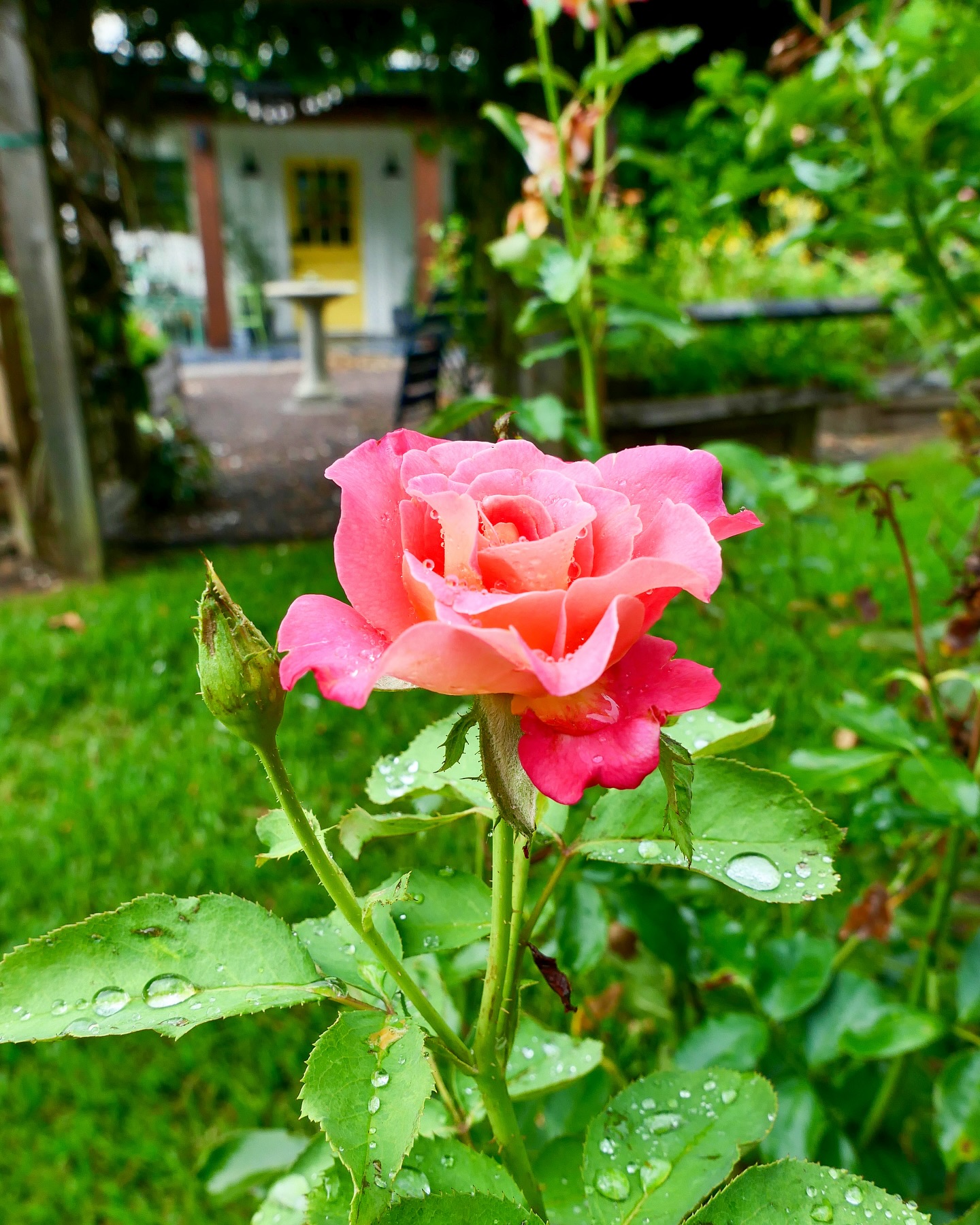 A few shots from the summer garden (continuing to work on my photography!): Aurora zinnia, Grenada rose (smells so good!), and an Agave zinnia. Which do you like best? Share your vote below! π©π»βπΎπ©π»βπΎπ©π»βπΎ #johnnyseeds #summerflowers #farmgalflowers #slowflowerssociety #locallygrown #farmerflorist #zone10a #zinnias #growyourown #cutflowers #floridaflowers #flowerstagram #flowers #inmygarden #floridagrown #rose #inmygardentoday #instagarden