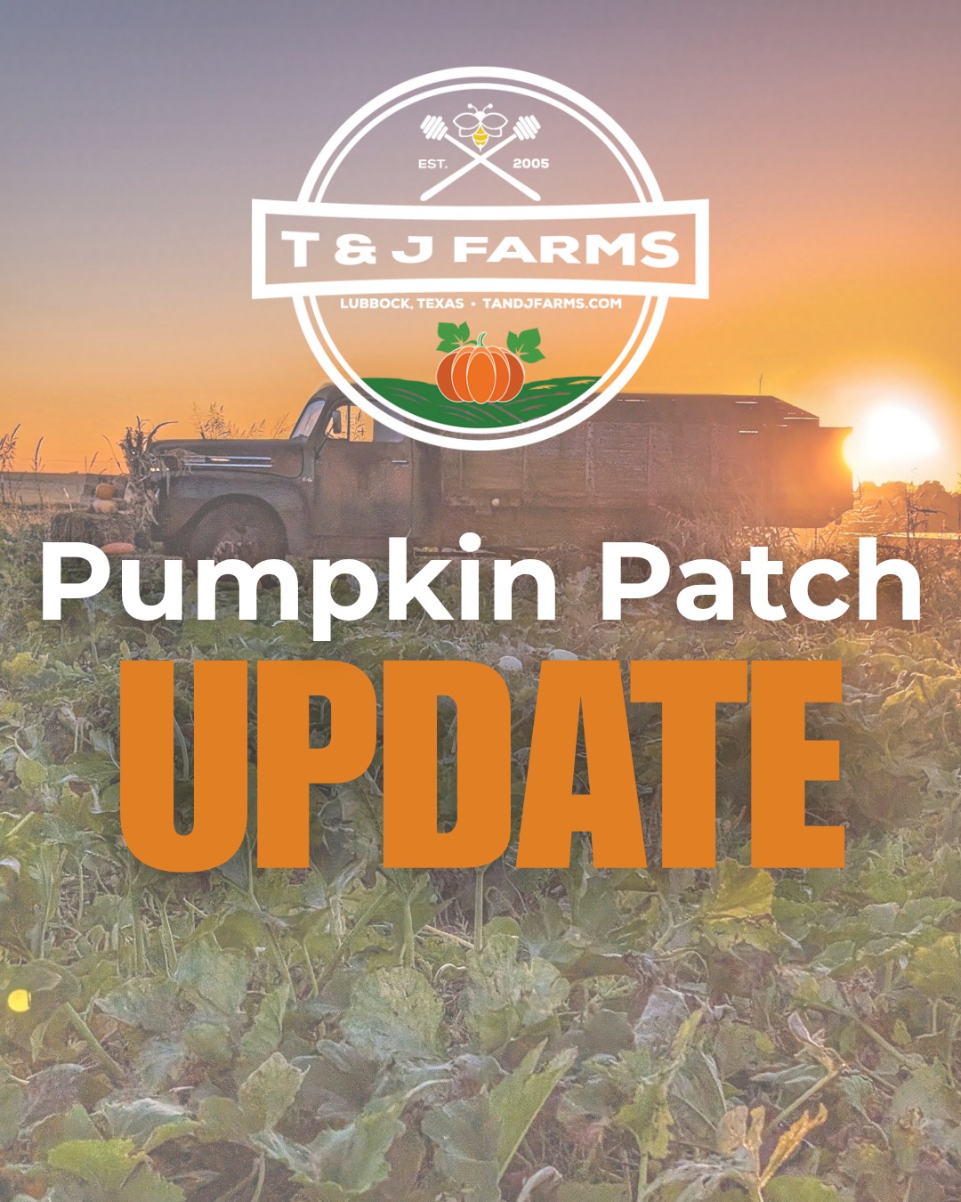 We’re sad to share that there will be no pumpkin patch this year. The storms this summer — especially a big hail storm — were tough on our fields.
While we’ll miss seeing everyone this fall, you can still enjoy a little taste of the farm! 🍯 Our local honey is available year-round for pickup or delivery through our website at tandjfarms.com. We are in the process of harvesting now and more honey will be up in the site soon!
Thank you for your continued support, and we look forward to bringing the pumpkin patch back next year!